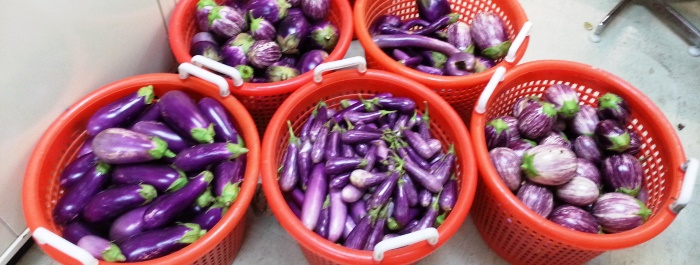 Eggplant Harvest